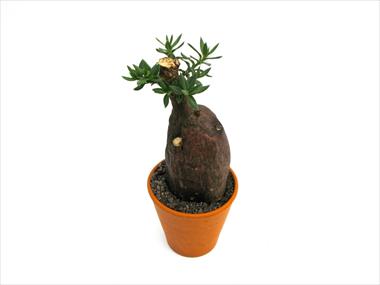 Foto de variedad de flores para ser usadas como: Maceta Cactus Caudex pachypodium bispinosum