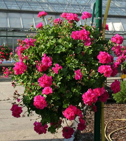 Foto de variedad de flores para ser usadas como: Planta de temporada, patio, Tarrina de colgar Pelargonium peltatum pac® Ricky