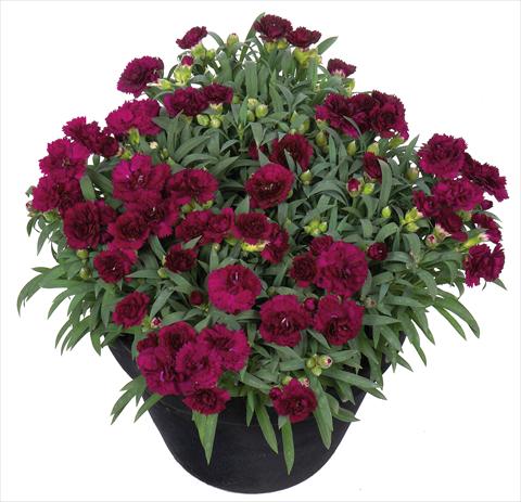 Foto de variedad de flores para ser usadas como: Tarrina de colgar / Maceta Dianthus Sunflor® Paseo