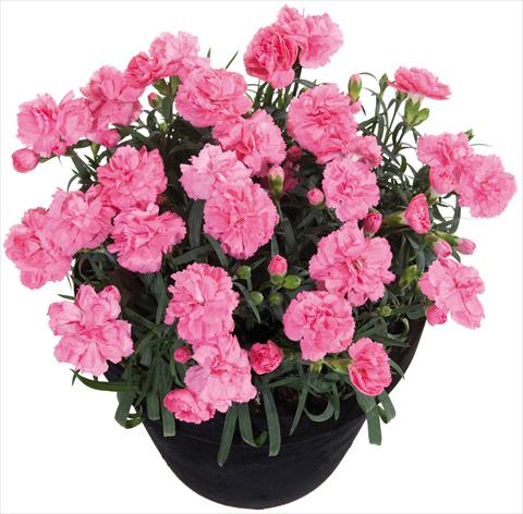 Foto de variedad de flores para ser usadas como: Tarrina de colgar / Maceta Dianthus Sunflor® Pink Panther