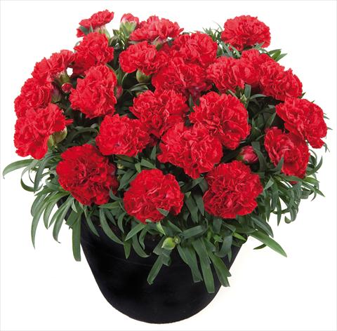 Foto de variedad de flores para ser usadas como: Tarrina de colgar / Maceta Dianthus Sunflor® Red Bull