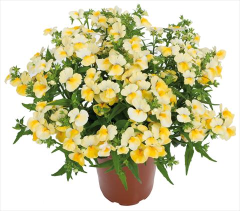 Foto de variedad de flores para ser usadas como: Tarrina de colgar / Maceta Nemesia Angelart® fides® Pineapple