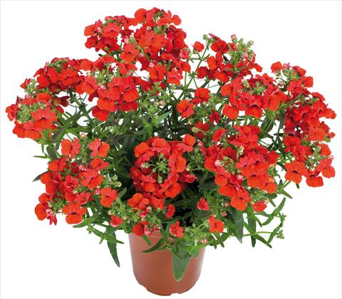 Foto de variedad de flores para ser usadas como: Tarrina de colgar / Maceta Nemesia Angelart® fides® Strawberry