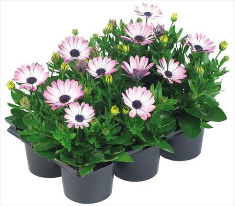 Foto de variedad de flores para ser usadas como: Maceta y planta de temporada Osteospermum Margarita Nano® fides® Pink Bicolor