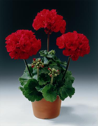 Foto de variedad de flores para ser usadas como: Maceta o Tarrina de colgar Pelargonium zonale pac® Samelia