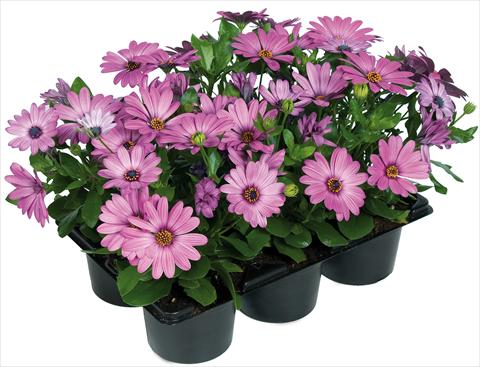 Foto de variedad de flores para ser usadas como: Maceta y planta de temporada Osteospermum Margarita Nano® fides® Pink