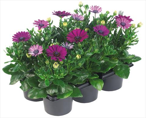 Foto de variedad de flores para ser usadas como: Maceta y planta de temporada Osteospermum Margarita Nano® fides® Purple