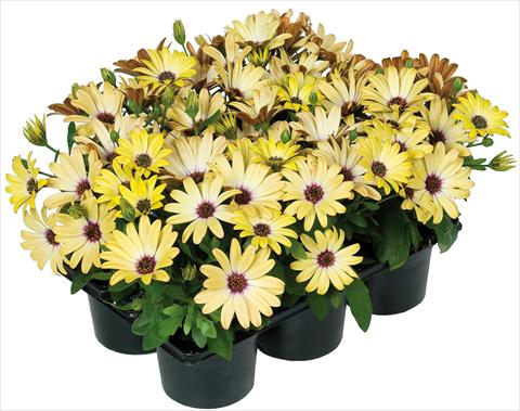 Foto de variedad de flores para ser usadas como: Maceta y planta de temporada Osteospermum Margarita Nano® fides® Yellow