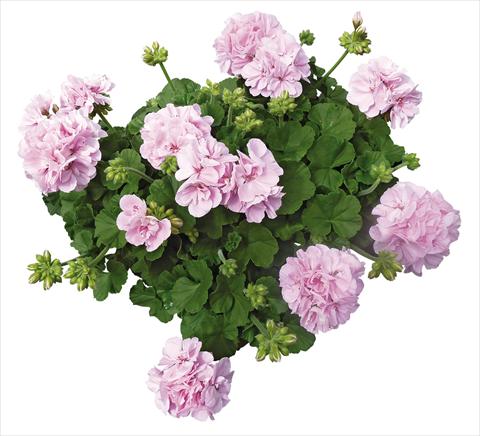 Foto de variedad de flores para ser usadas como: Patio, Maceta Pelargonium interspecifico Interspecific® fides® Belcanto