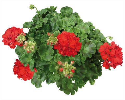 Foto de variedad de flores para ser usadas como: Patio, Maceta Pelargonium interspecifico Interspecific® fides® Mambo