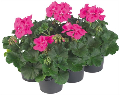 Foto de variedad de flores para ser usadas como: Maceta, patio, Tarrina de colgar Pelargonium peltatum Pop Idols® fides® Neon Pink