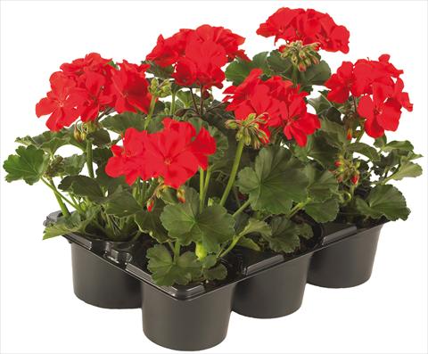 Foto de variedad de flores para ser usadas como: Maceta, patio, Tarrina de colgar Pelargonium peltatum Pop Idols® fides® Red