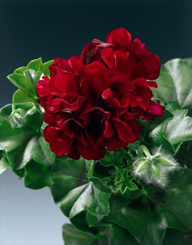 Foto de variedad de flores para ser usadas como: Planta de temporada, patio, Tarrina de colgar Pelargonium peltatum pac® Tomcat