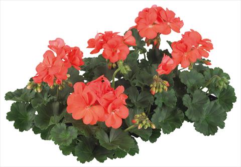 Foto de variedad de flores para ser usadas como: Maceta, patio, Tarrina de colgar Pelargonium peltatum Pop Idols® fides® Salmon