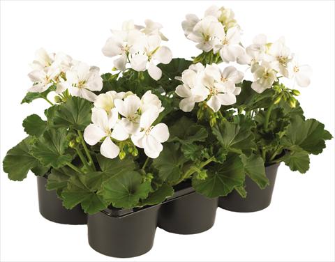 Foto de variedad de flores para ser usadas como: Maceta, patio, Tarrina de colgar Pelargonium peltatum Pop Idols® fides® White