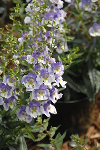 Foto de variedad de flores para ser usadas como: Maceta, planta de temporada, patio Angelonia Angelface Blu Bicolor
