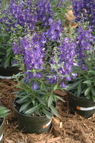 Foto de variedad de flores para ser usadas como: Maceta, planta de temporada, patio Angelonia Angelface Dark Violet