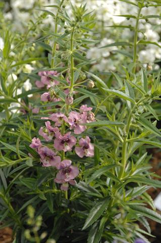 Foto de variedad de flores para ser usadas como: Maceta, planta de temporada, patio Angelonia Angelface Pink