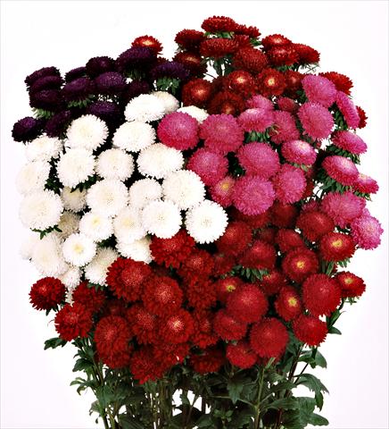 Foto de variedad de flores para ser usadas como: Flor cortada Aster (Callistephus) Bonita Mix a fiore doppio