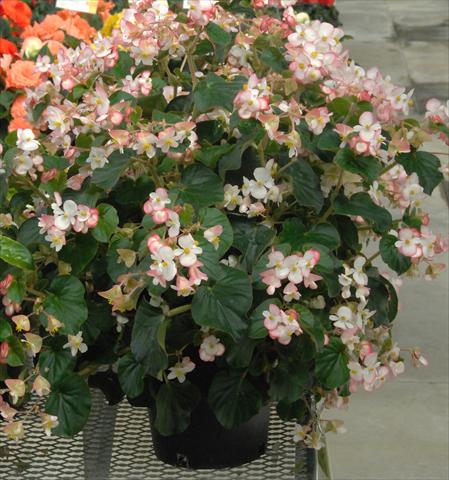 Foto de variedad de flores para ser usadas como: Maceta o cesta de trasplante Begonia Bravehart Rosa Bicolor