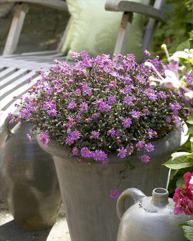 Foto de variedad de flores para ser usadas como: Maceta y planta de temporada Brachyscome Surdaisy Strawberry Mauve