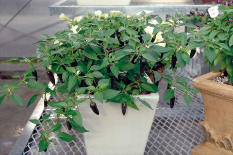 Foto de variedad de flores para ser usadas como: Maceta y planta de temporada Capsicum annuum Kenzo