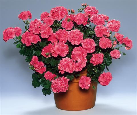 Foto de variedad de flores para ser usadas como: Planta de temporada, patio, Tarrina de colgar Pelargonium peltatum pac® Vicky
