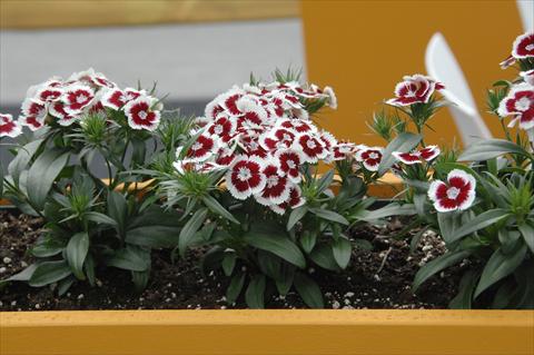 Foto de variedad de flores para ser usadas como: Maceta y planta de temporada Dianthus barbatus Diabunda