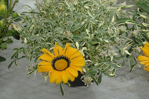 Foto de variedad de flores para ser usadas como: Planta de temporada / borde del macizo Gazania Eagle Eye