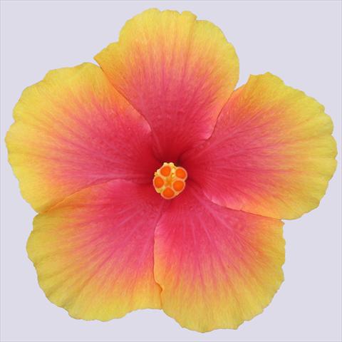 Foto de variedad de flores para ser usadas como: Maceta y planta de temporada Hibiscus rosa-sinensis Krista