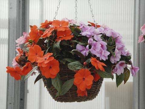 Foto de variedad de flores para ser usadas como: Maceta, planta de temporada, patio Impatiens N. Guinea Divine Mix