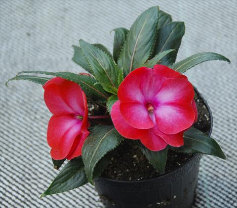 Foto de variedad de flores para ser usadas como: Maceta, planta de temporada, patio Impatiens N. Guinea Paradise® Manga