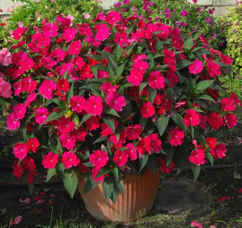 Foto de variedad de flores para ser usadas como: Maceta, planta de temporada, patio Impatiens N. Guinea SunPatiens® Spreading Red Magenta