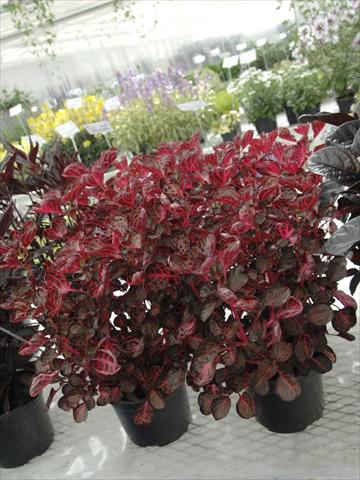 Foto de variedad de flores para ser usadas como: Maceta y planta de temporada Iresine Brillantissima Rosso