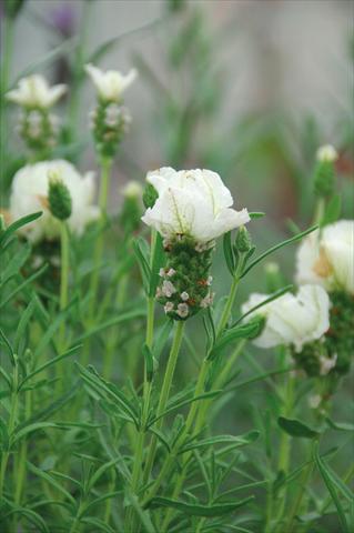 Foto de variedad de flores para ser usadas como: Maceta y planta de temporada Lavandula stoechas Bianca
