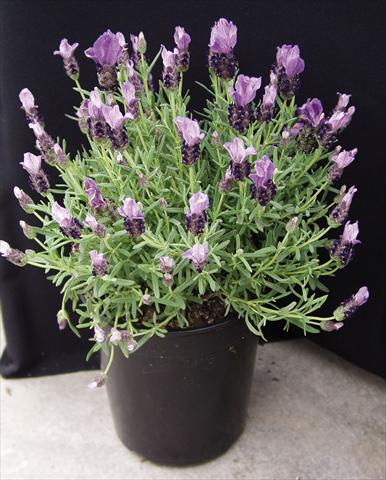 Foto de variedad de flores para ser usadas como: Maceta y planta de temporada Lavandula stoechas Purple