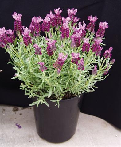 Foto de variedad de flores para ser usadas como: Maceta y planta de temporada Lavandula stoechas Rosa