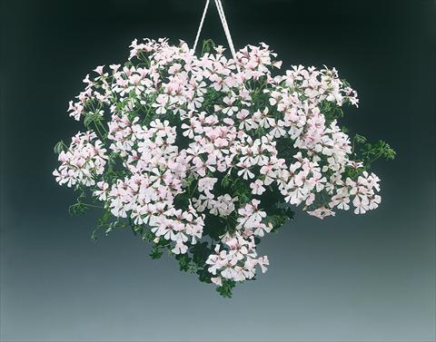 Foto de variedad de flores para ser usadas como: Planta de temporada, patio, Tarrina de colgar Pelargonium peltatum pac® Ville De Dresden