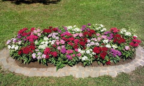 Foto de variedad de flores para ser usadas como: Maceta y planta de temporada Pentas lanceolata Graffiti Mix
