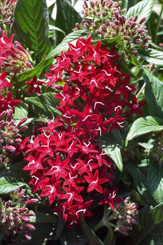 Foto de variedad de flores para ser usadas como: Maceta y planta de temporada Pentas lanceolata Graffiti Red Lace