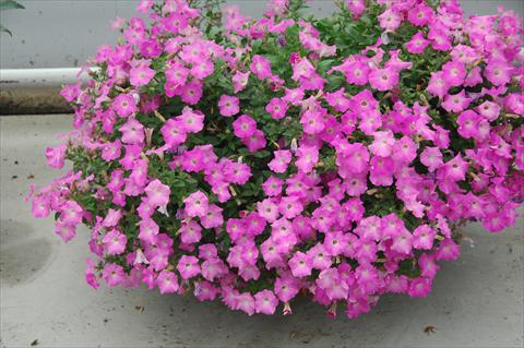 Foto de variedad de flores para ser usadas como: Maceta, planta de temporada, patio Petunia Gioconda Rosa