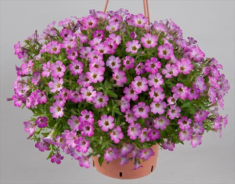 Foto de variedad de flores para ser usadas como: Maceta, planta de temporada, patio Petunia Littletunia Sweet Sherbet