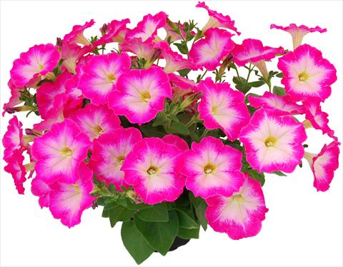 Foto de variedad de flores para ser usadas como: Maceta, planta de temporada, patio Petunia Veranda® Hot Pink