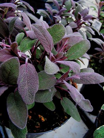 Foto de variedad de flores para ser usadas como: Maceta y planta de temporada Salvia purpurea 