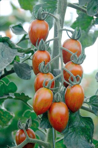 Foto de variedad de flores para ser usadas como: Maceta o Tarrina de colgar Solanum lycopersicum (pomodoro) Datterino striato
