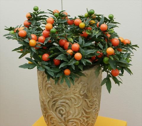 Foto de variedad de flores para ser usadas como: Maceta y planta de temporada Solanum pseudocapsicum Sultain a frutto grande