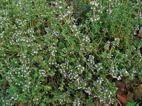 Foto de variedad de flores para ser usadas como: Maceta y planta de temporada Thymus vulgaris 