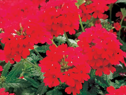 Foto de variedad de flores para ser usadas como: Maceta, patio, Tarrina de colgar Verbena Superbena Bushy Crimson