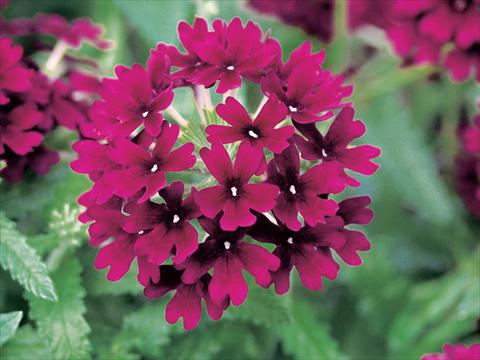 Foto de variedad de flores para ser usadas como: Maceta, patio, Tarrina de colgar Verbena Superbena Bushy Merlot