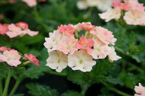 Foto de variedad de flores para ser usadas como: Maceta, patio, Tarrina de colgar Verbena Superbena Peach Blossom